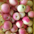 hot sale royal gala apple wholesale China gala apple fruit for export